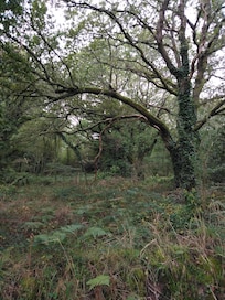Polulta menhireille