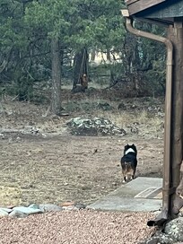 Our little dog watching a deer in the trees.