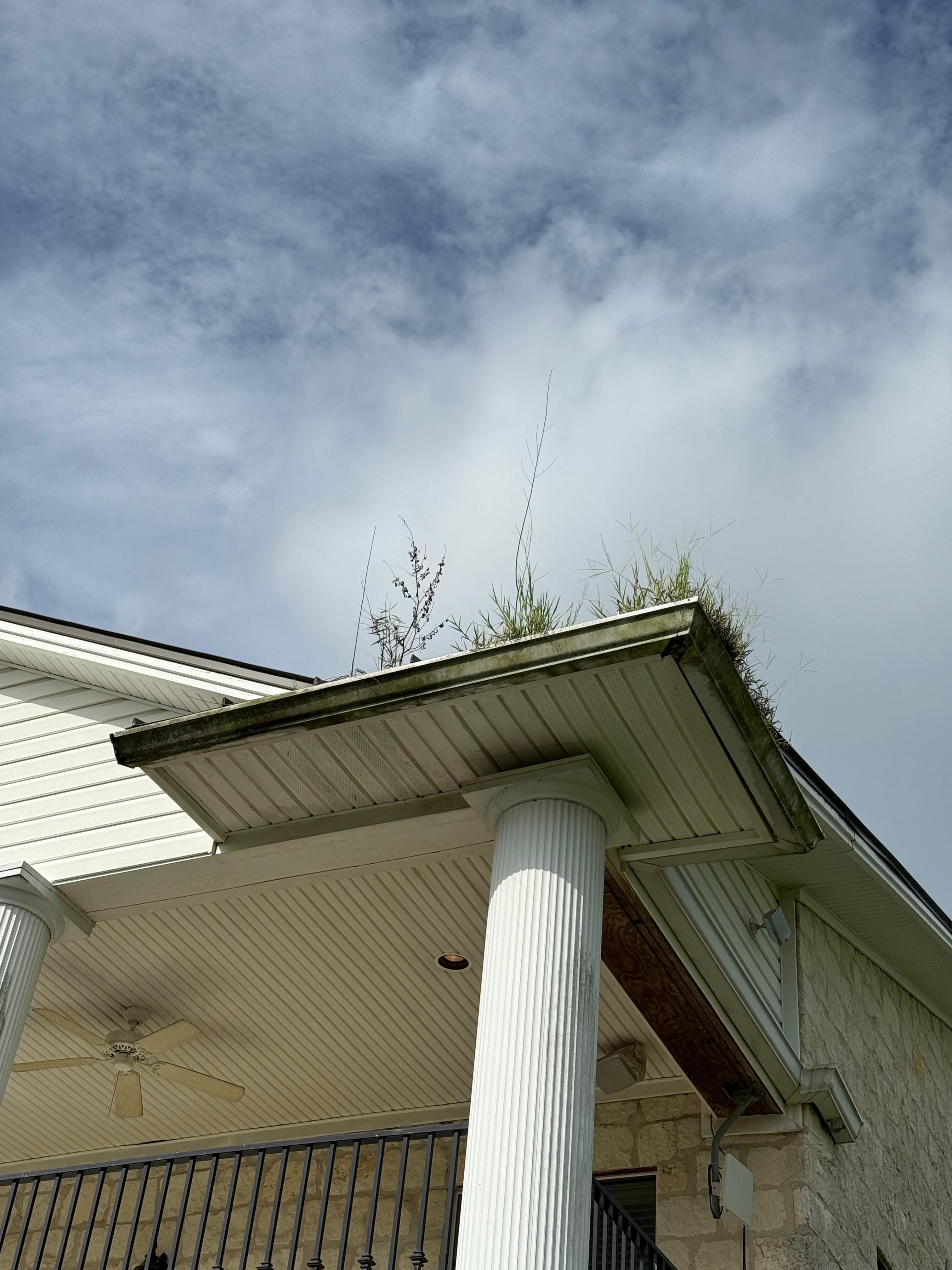Weeds growing out of the gutters