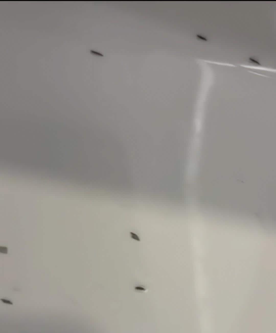 These looked like ants but don't really know what bug it was 