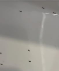 These looked like ants but don't really know what bug it was