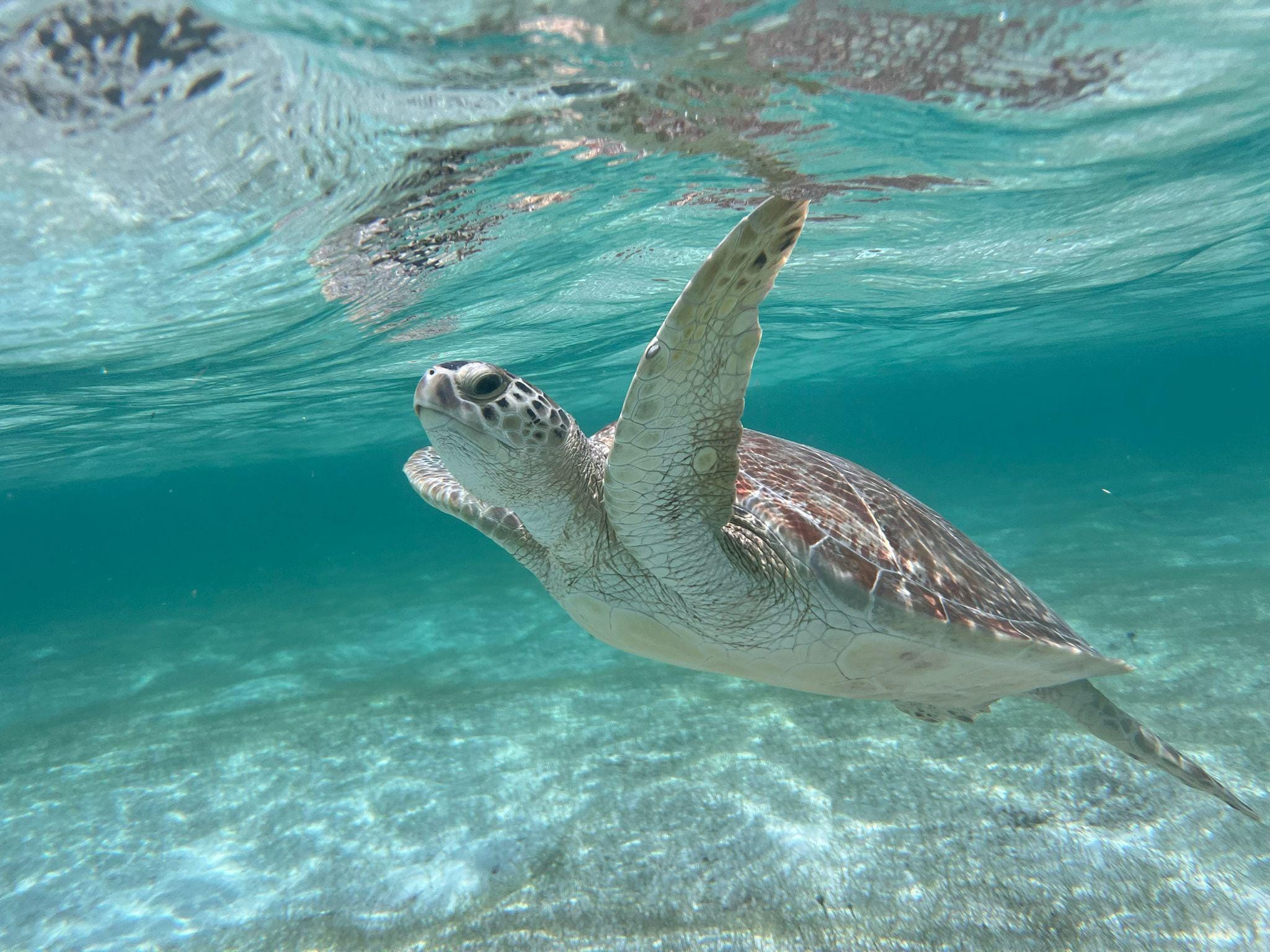 Snorkeling in the bay below the villa