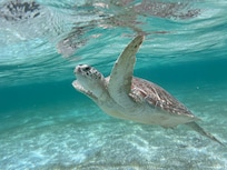 Snorkeling in the bay below the villa