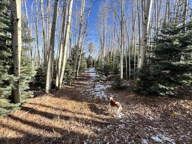 East facing side of cabin