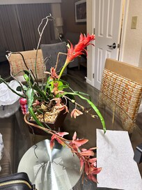 Dining table centerpiece