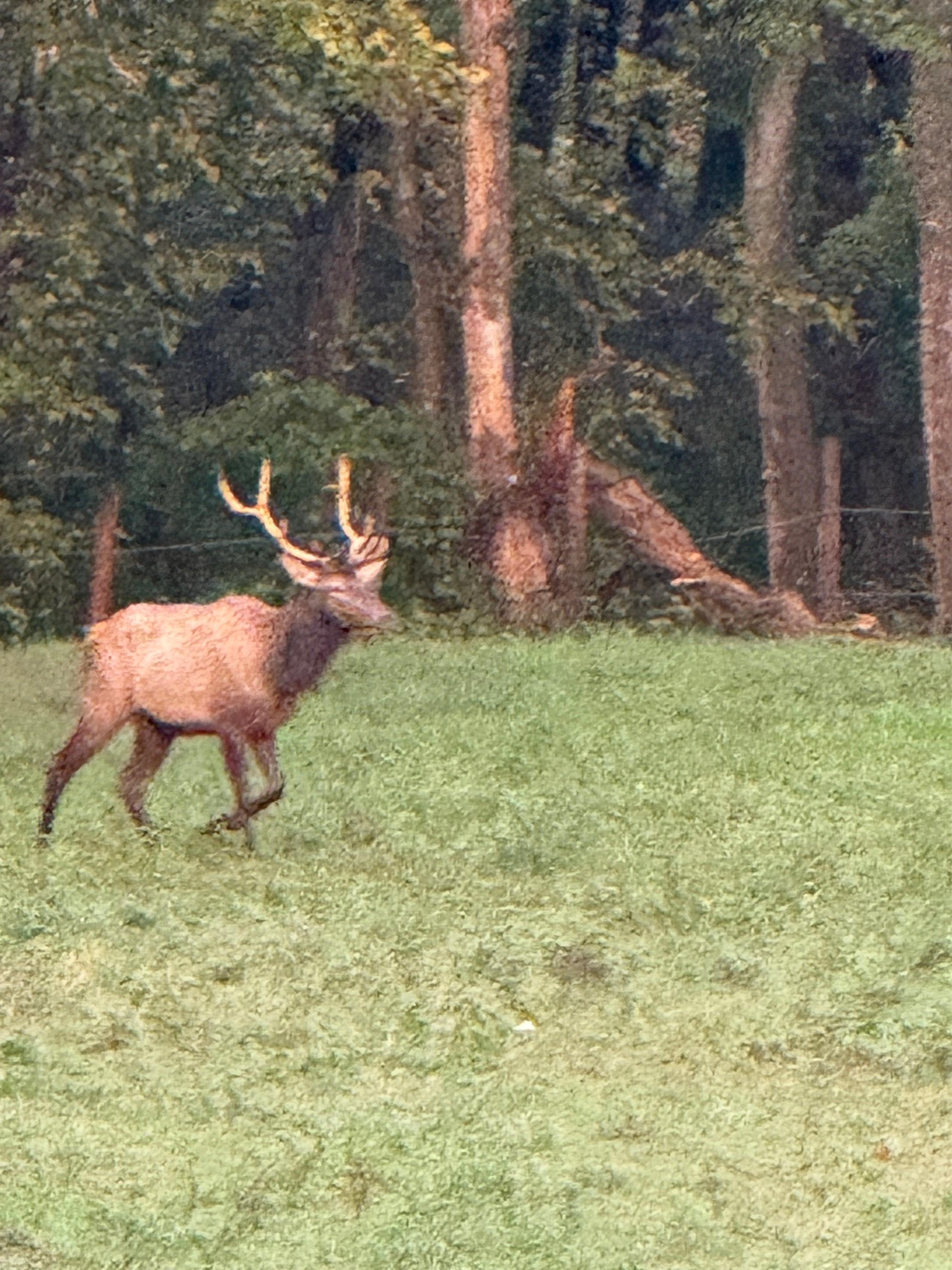 Elk about 4 miles from cabin in Boxley Valley