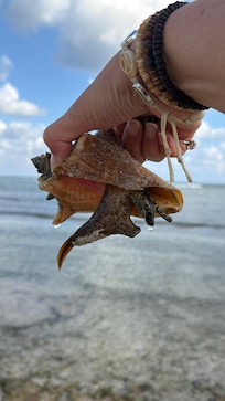 Lots of conch to look at