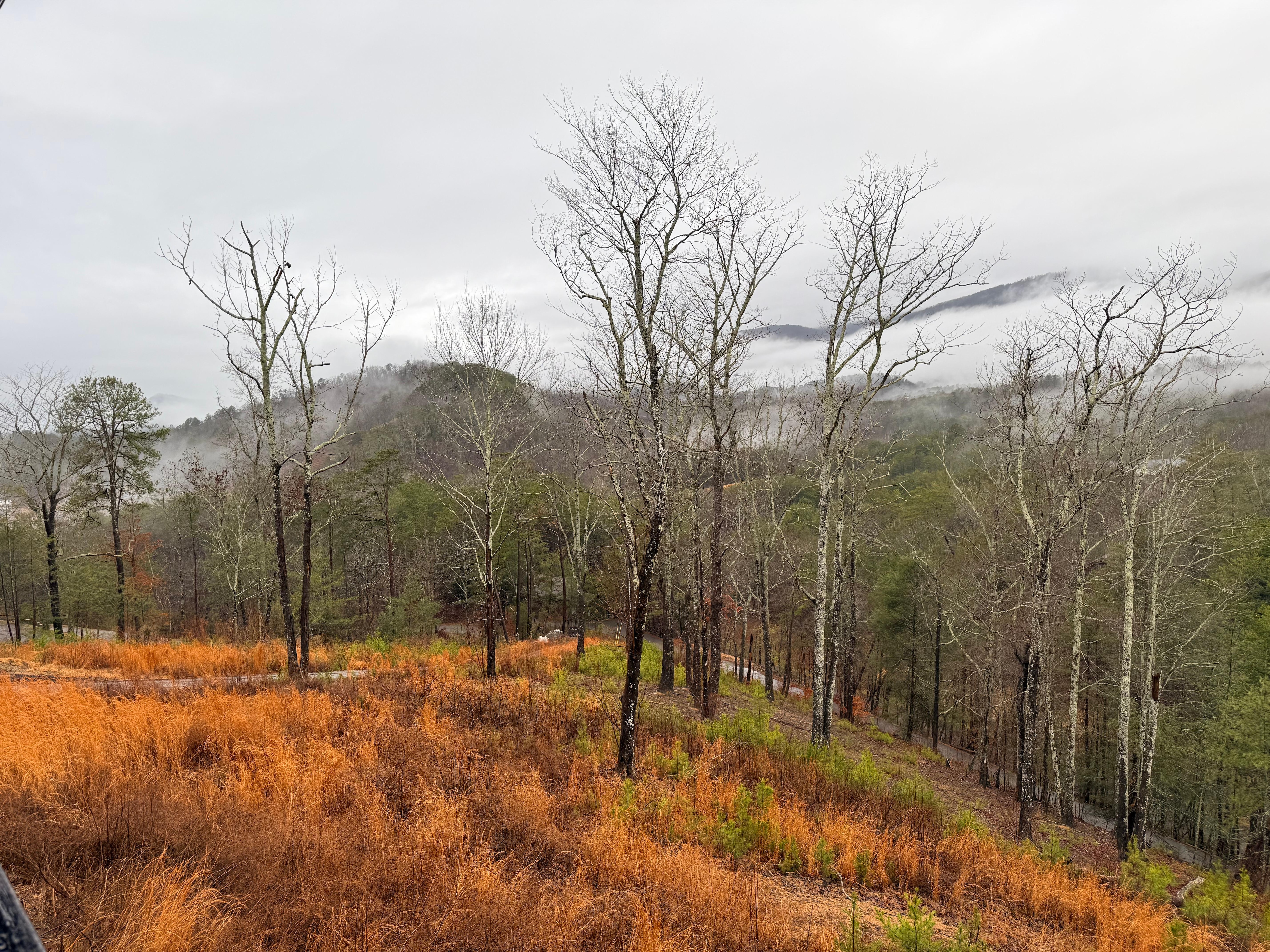 View from the back porch
