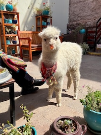 There’s a baby alpaca in the courtyard named Kiki!