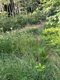 overgrown fire pit area