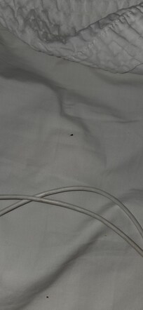 Roaches on the bed.
