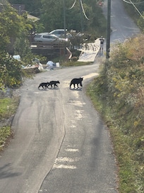 Bear family