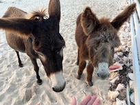 Roaming donkeys