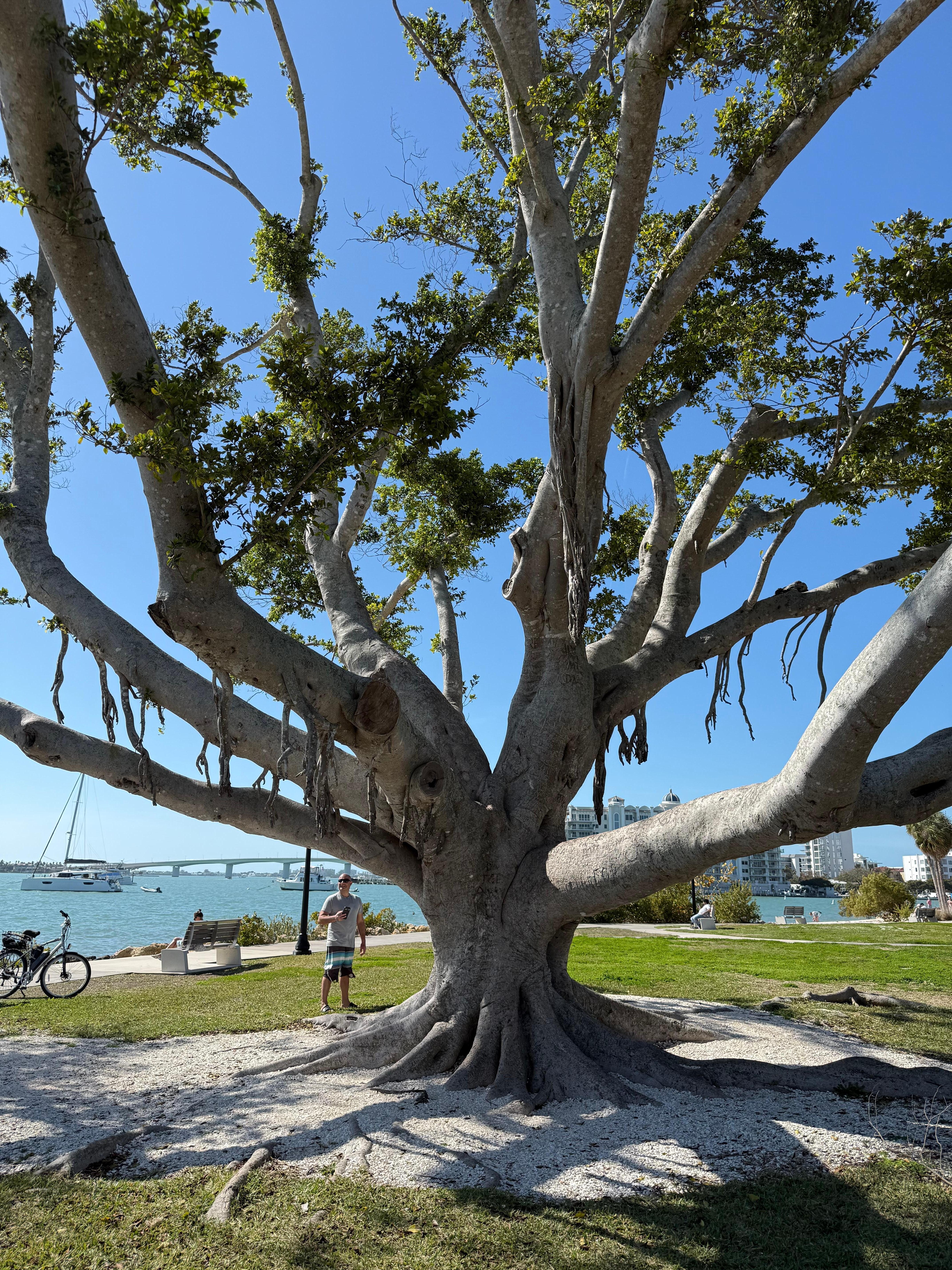 Banyan Tree
River Walk Sarasota