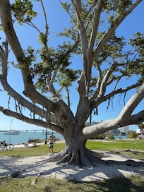 Banyan Tree
River Walk Sarasota