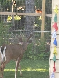 out the kitchen window. 😊
