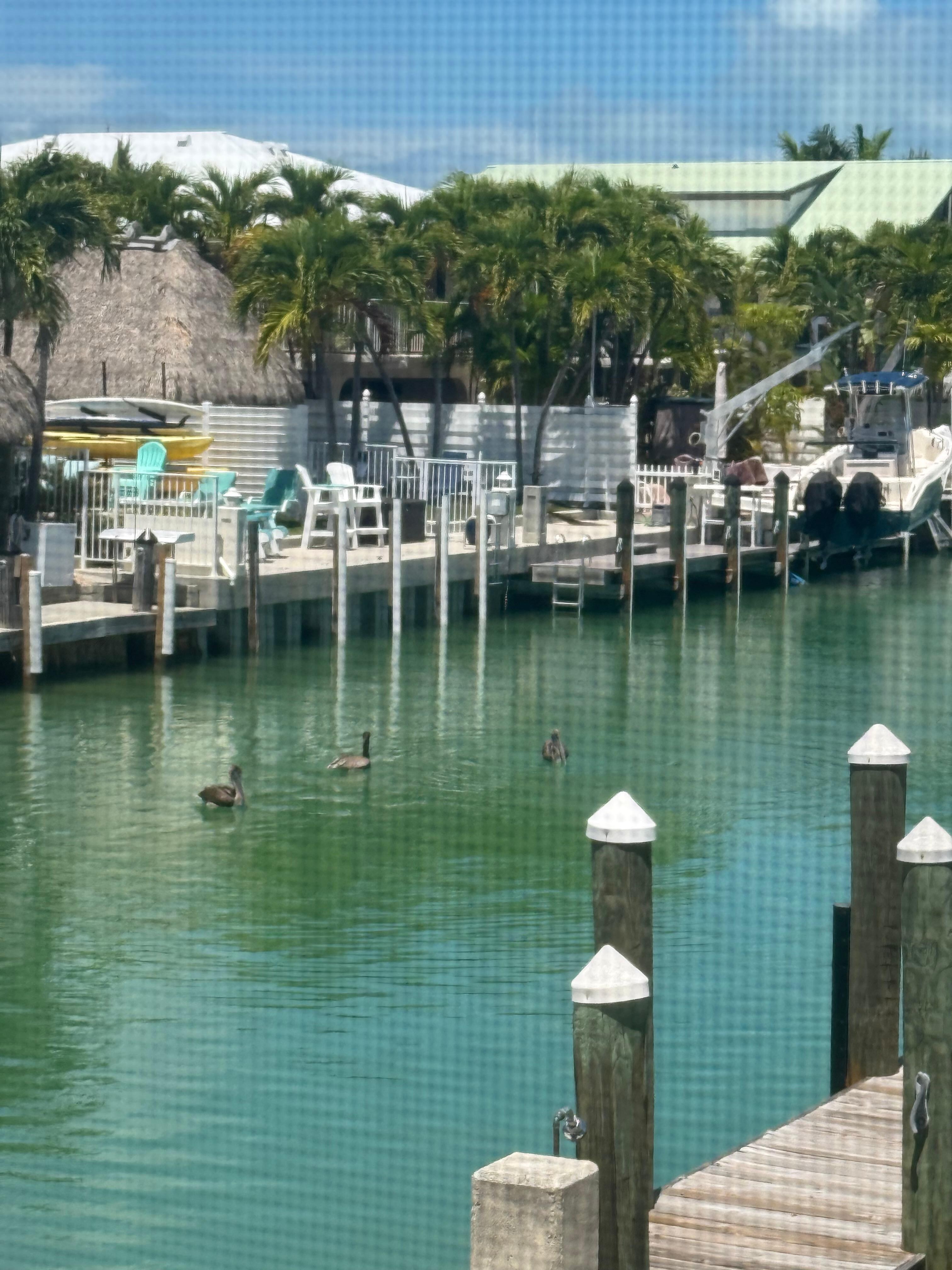 Pelicans in the channel