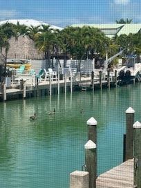 Pelicans in the channel