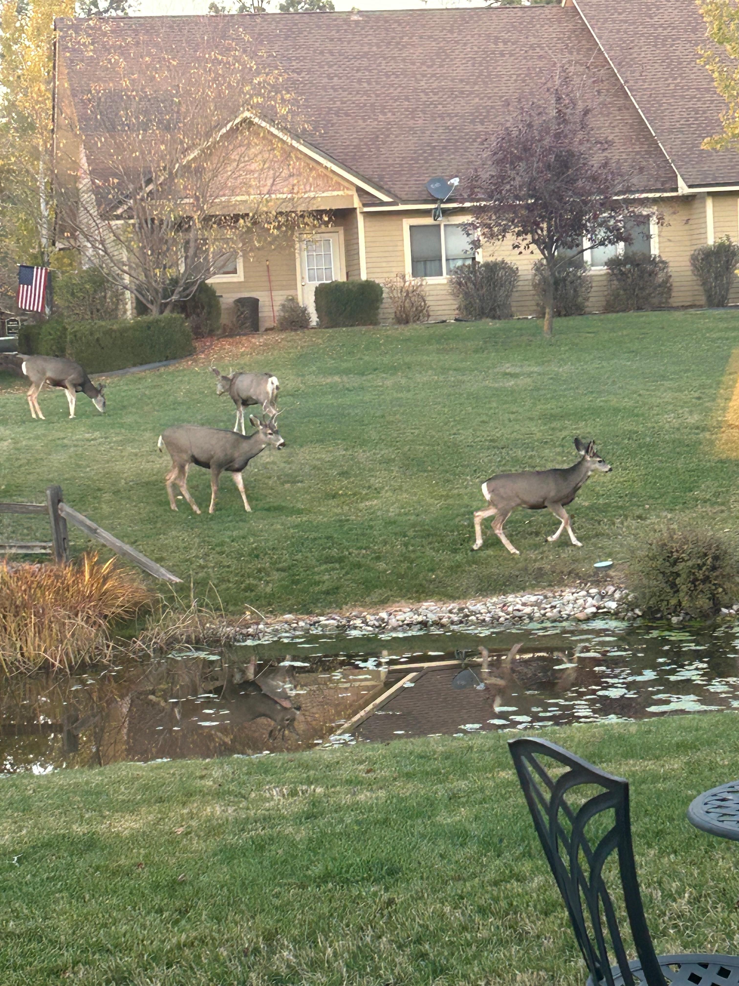 Patio view of deer