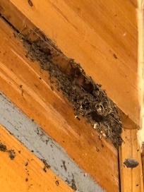 Termite nest