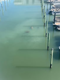 Manatees