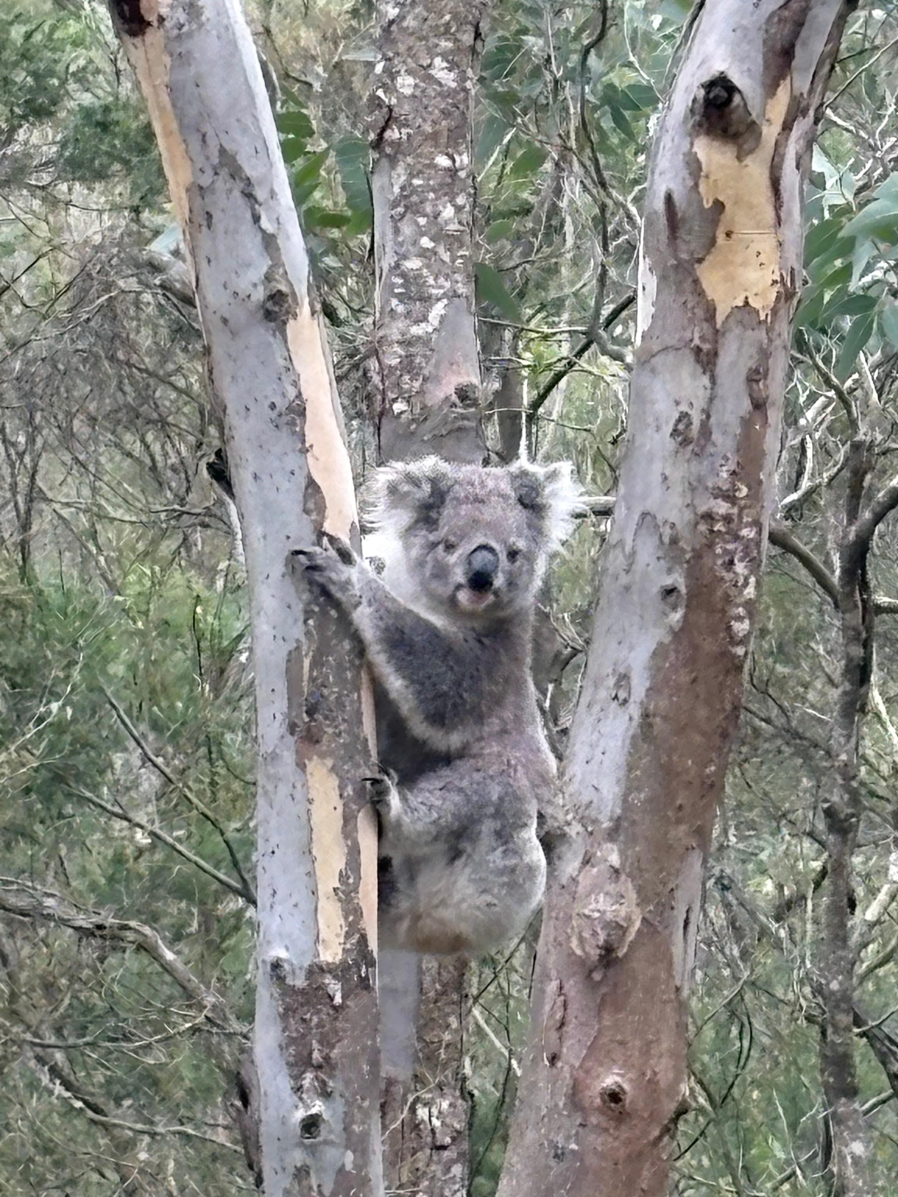 Koala spotting was also fun!