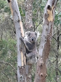 Koala spotting was also fun!