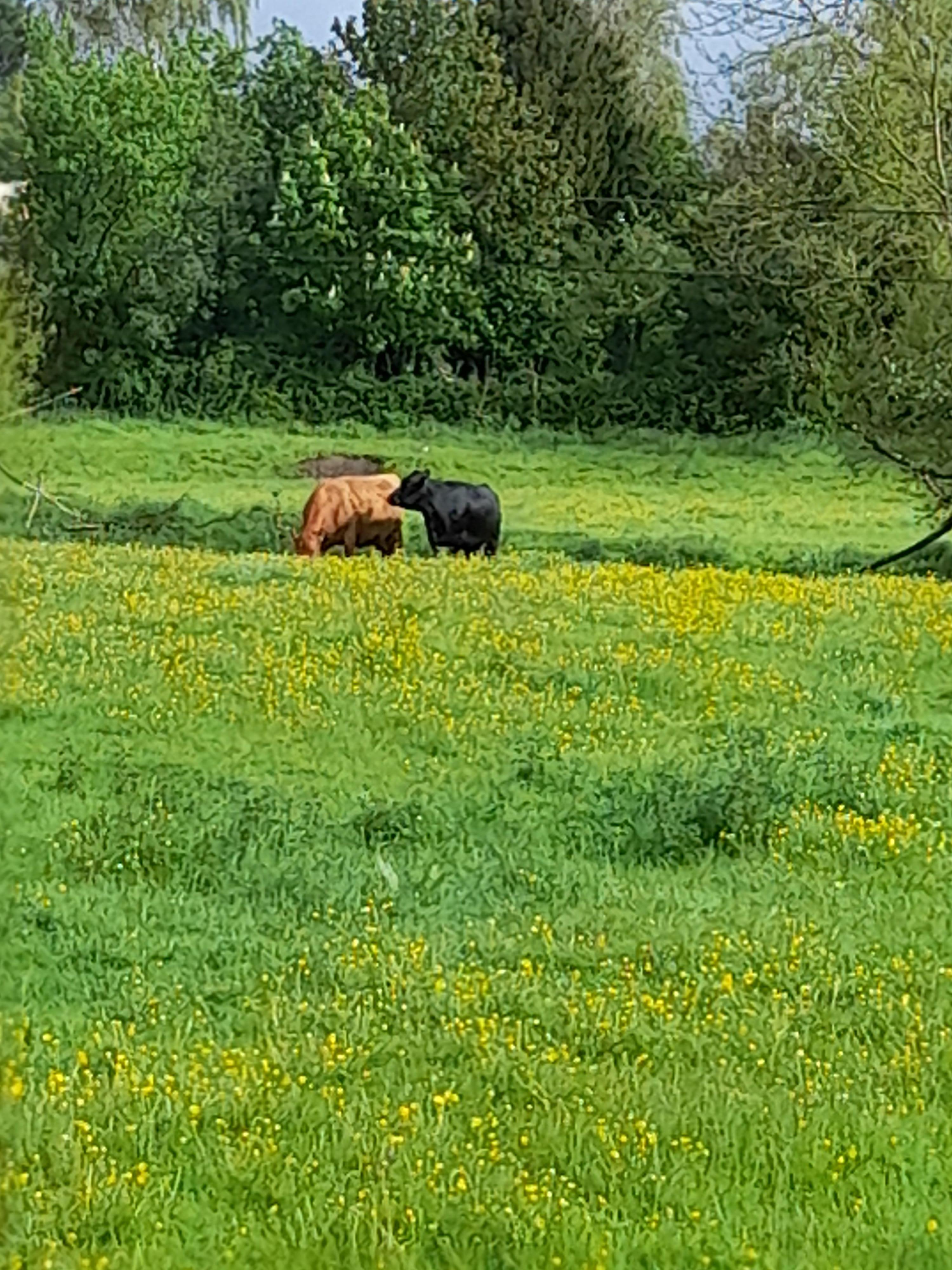 Field Behind Garden