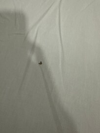 Bug found on bed after moving rooms