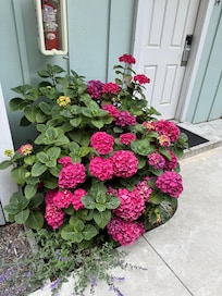 Flowers around the property
