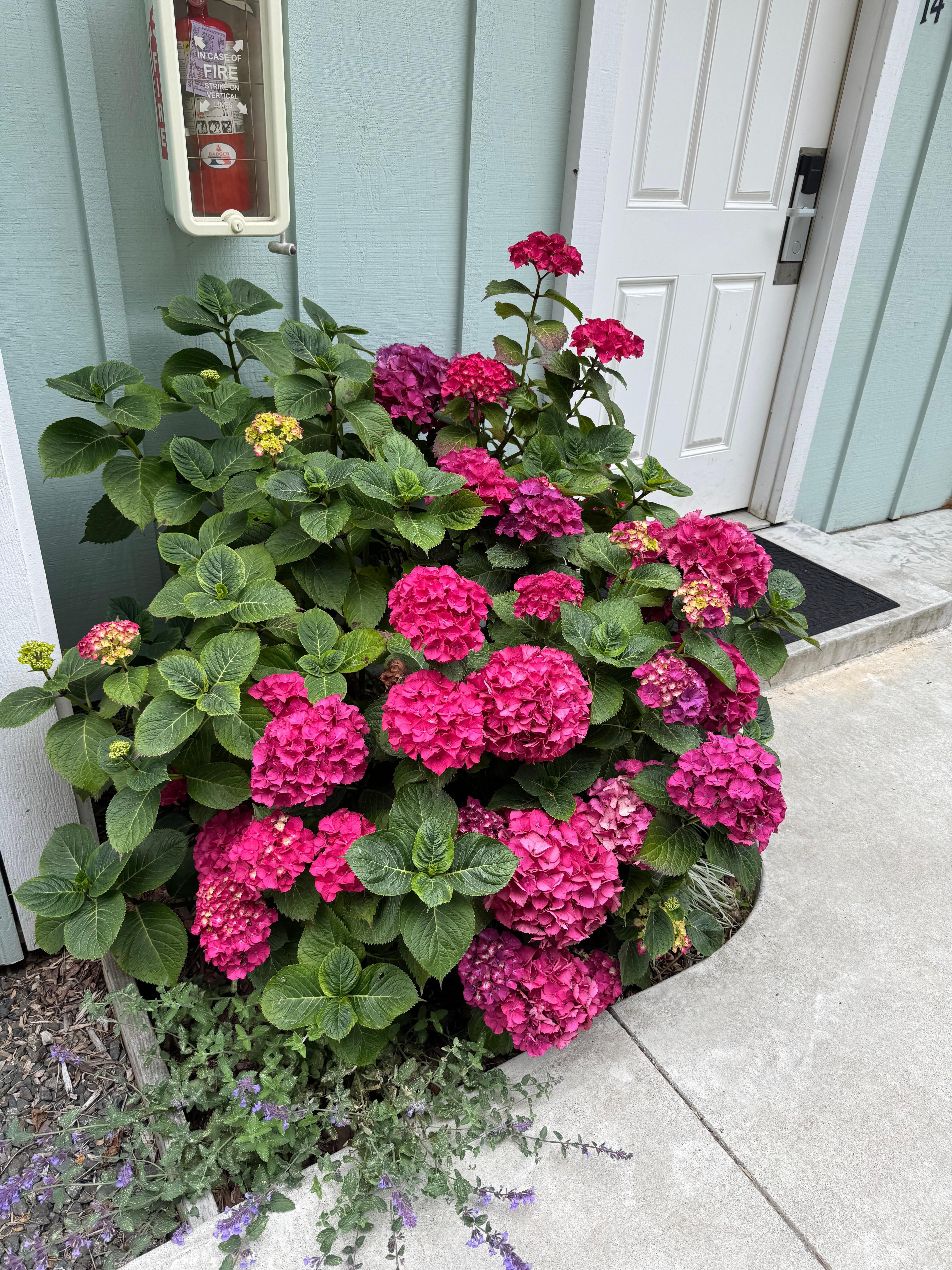 Flowers around the property 