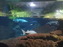 Aquarium de Barcelone