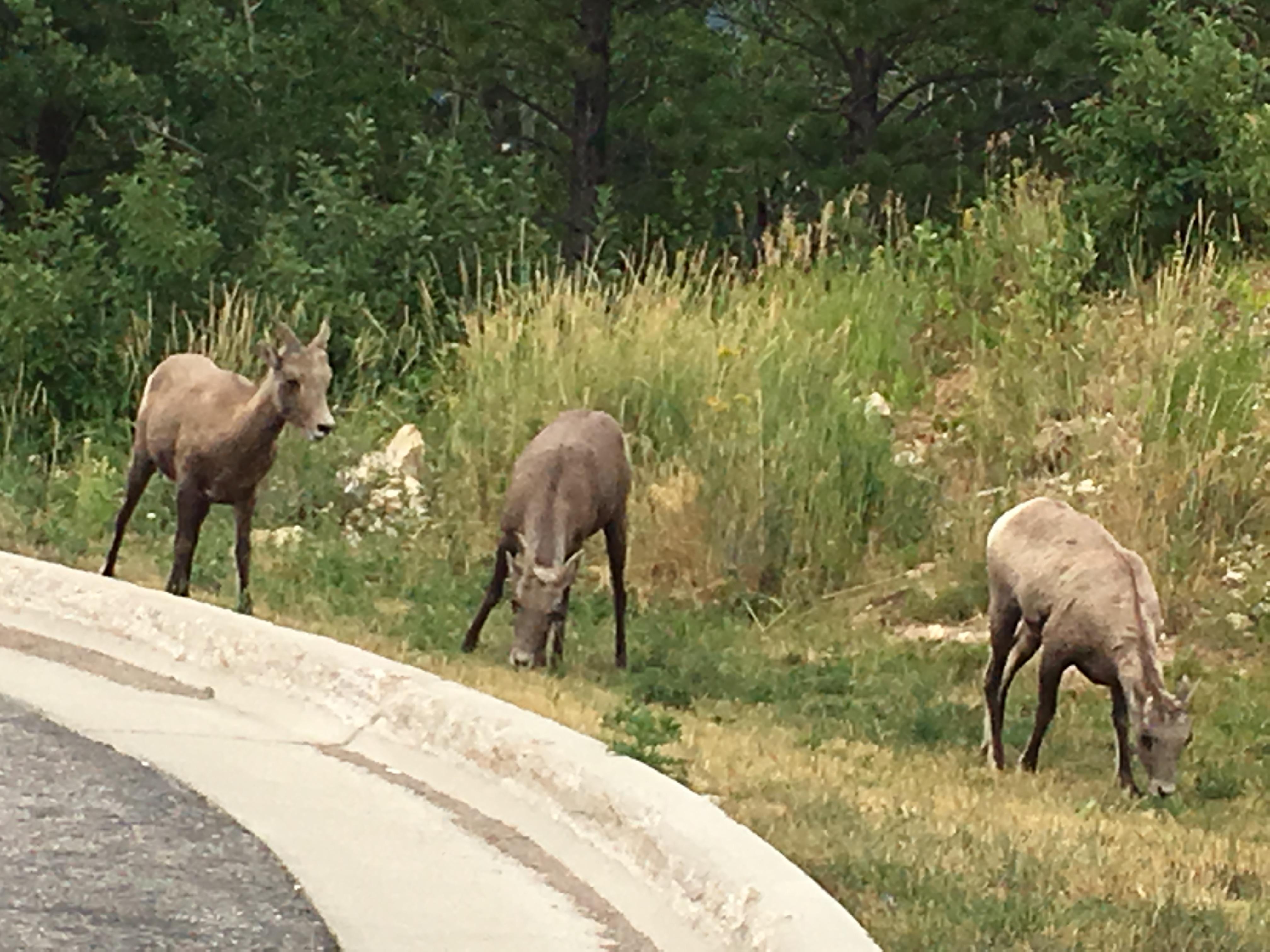 Bighorn sheep by the parking lot