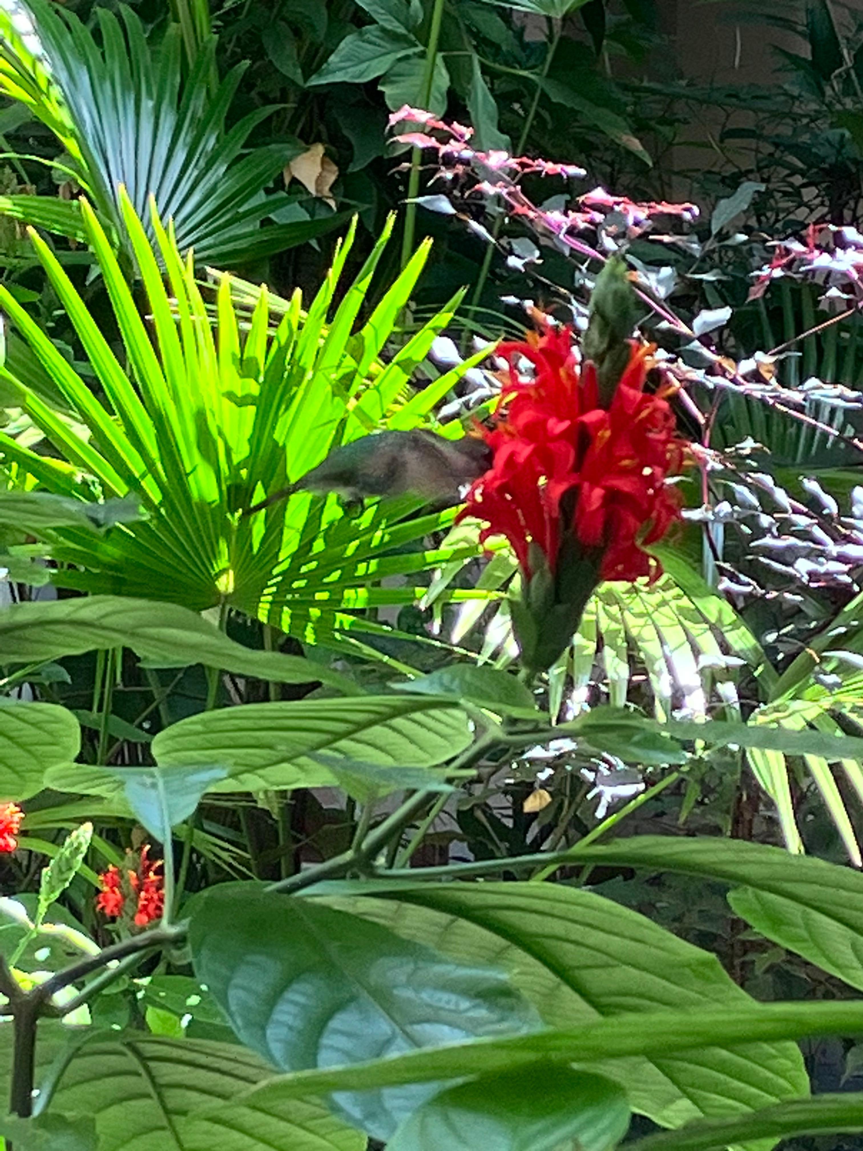 Hummingbird breaking its fast