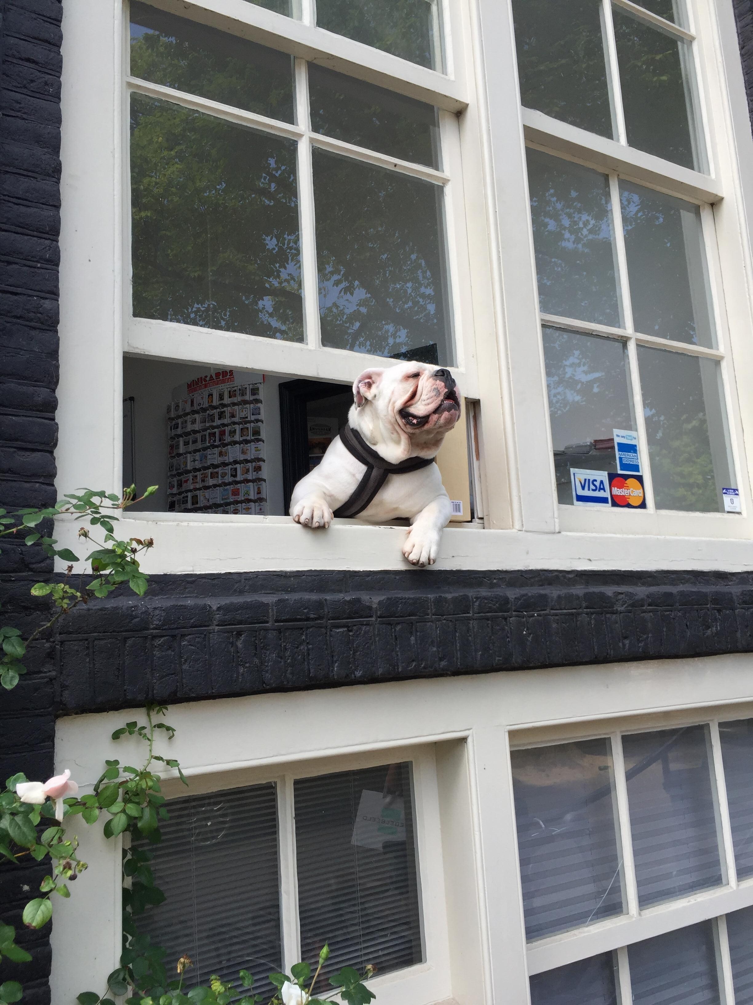 Bulldog looking out a window