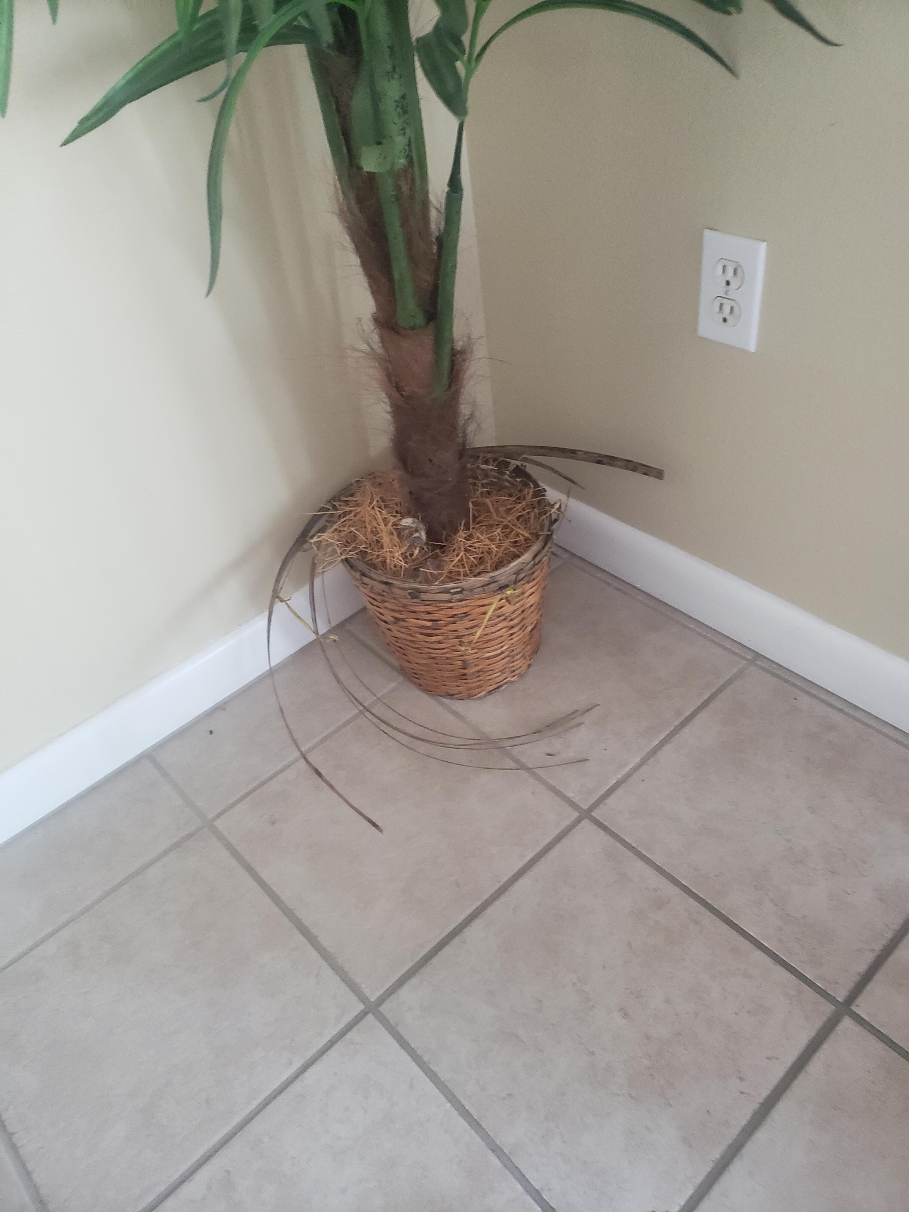 Broken basket on plant