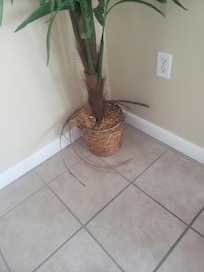 Broken basket on plant
