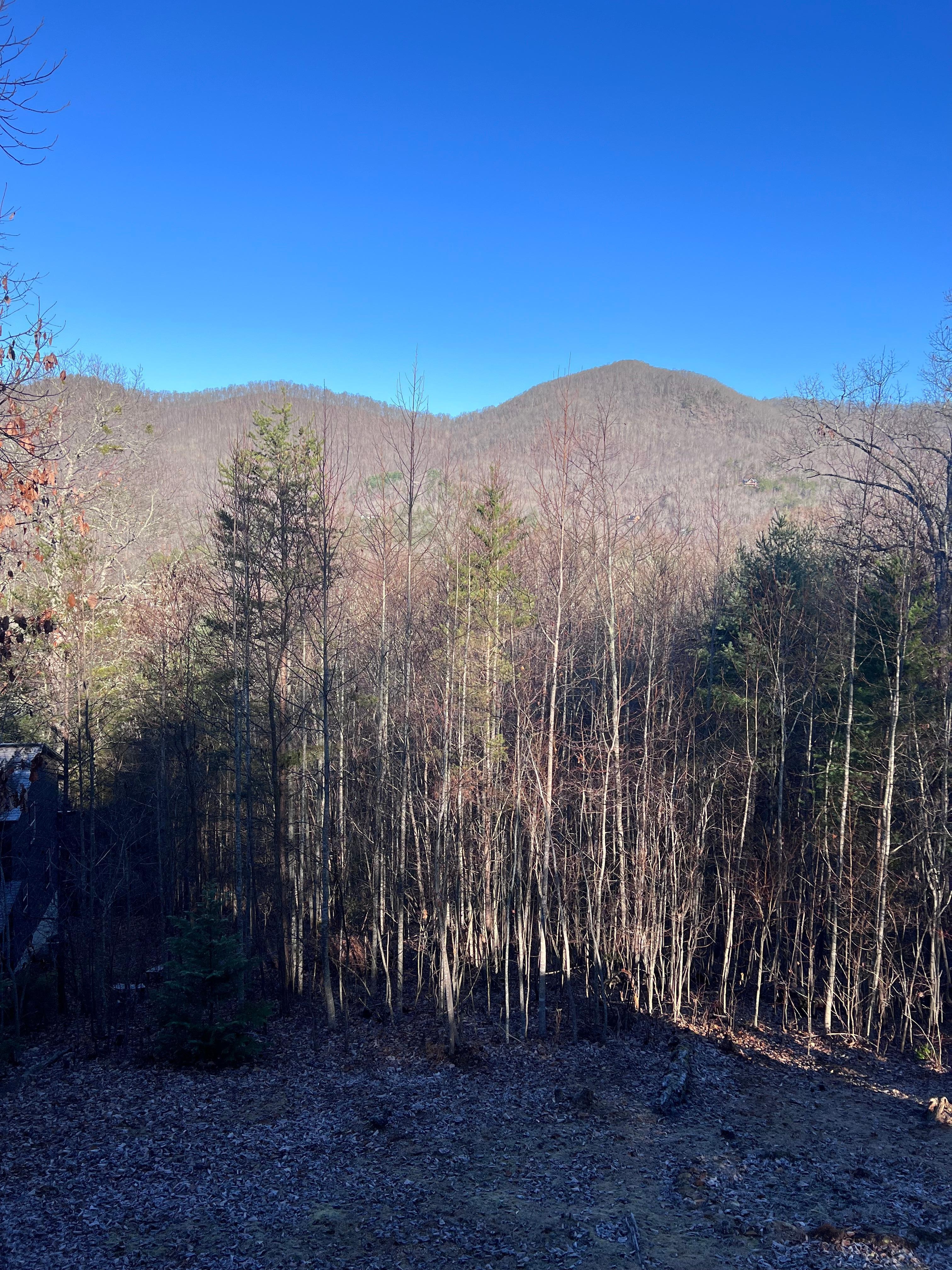View from the back porch