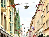 The geese lining the pedestrian road