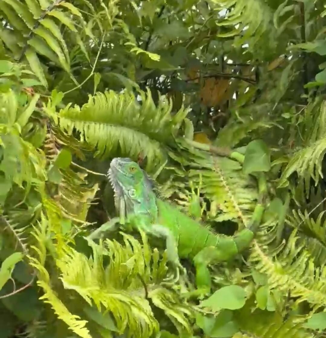 Backyard friends