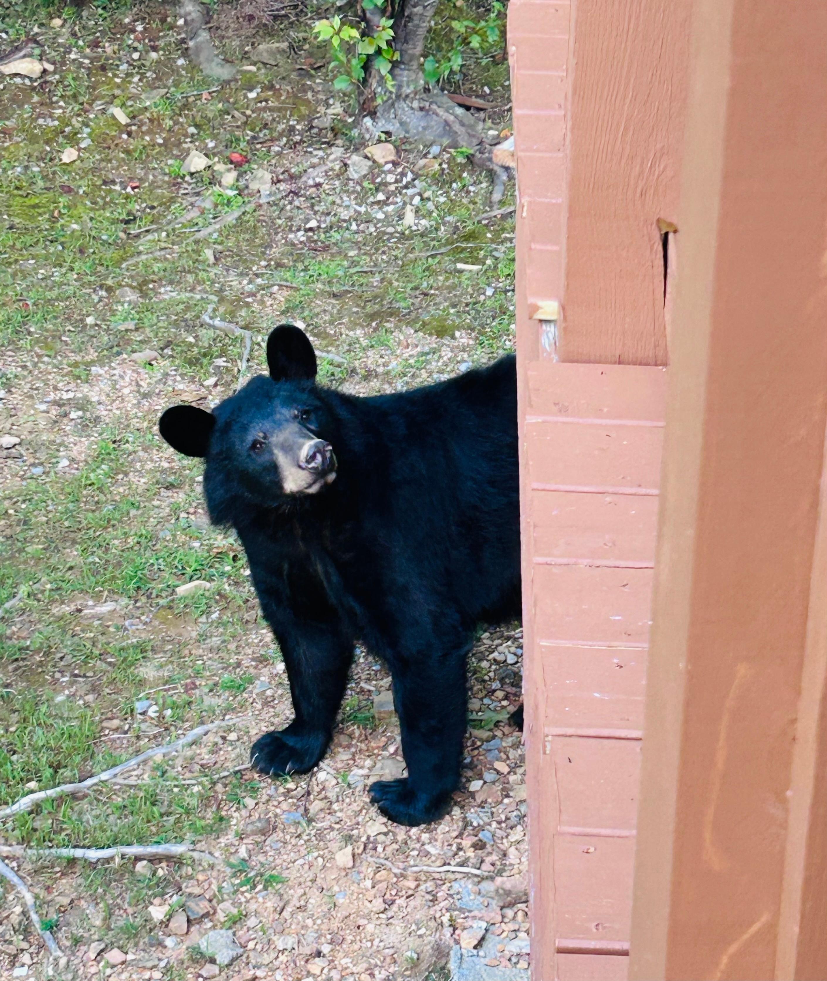 Bear checking us out while on the balcony