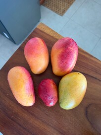 Mangoernte eines Tages