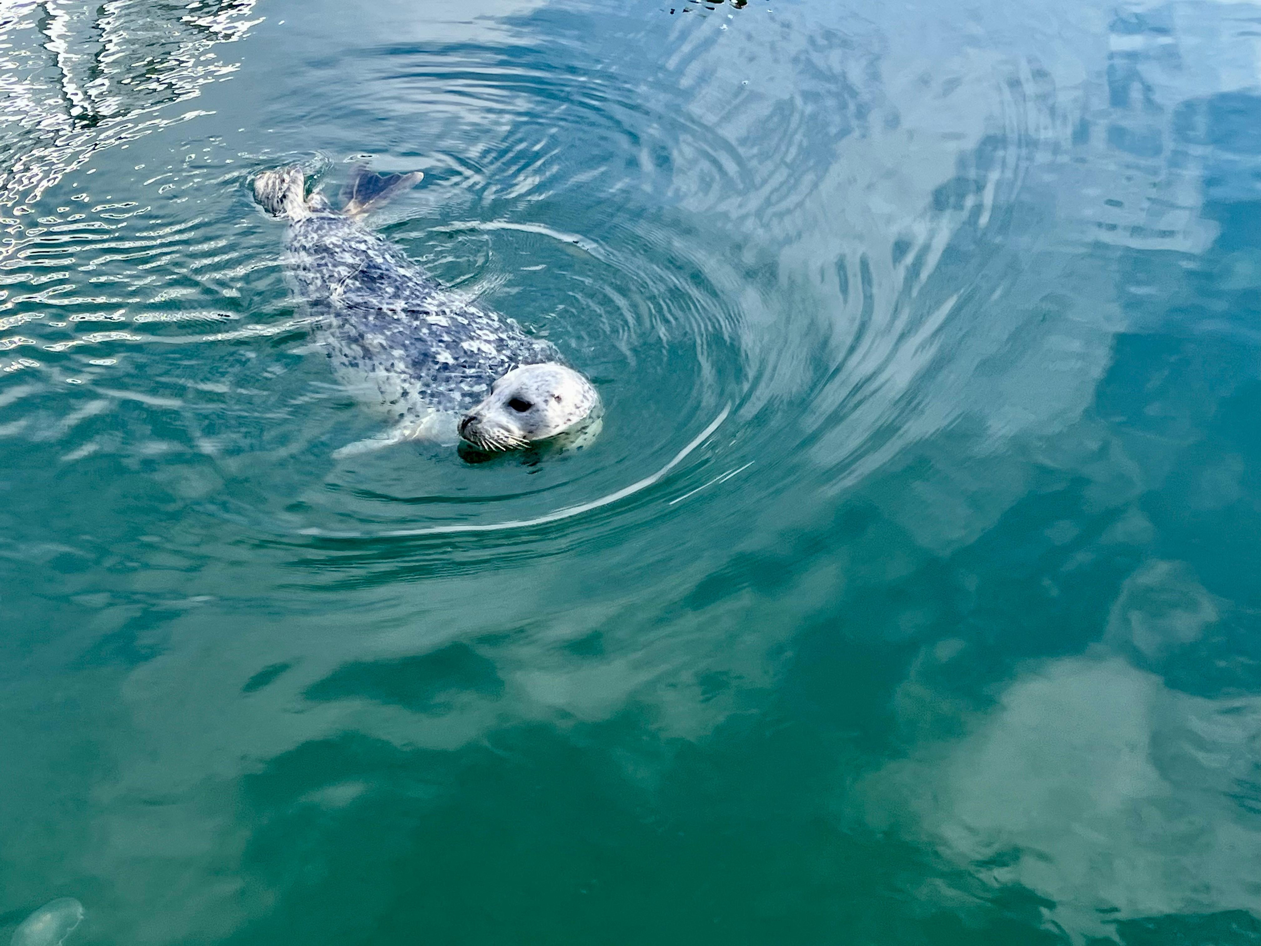 Neugierige Hafenrobben am Anleger