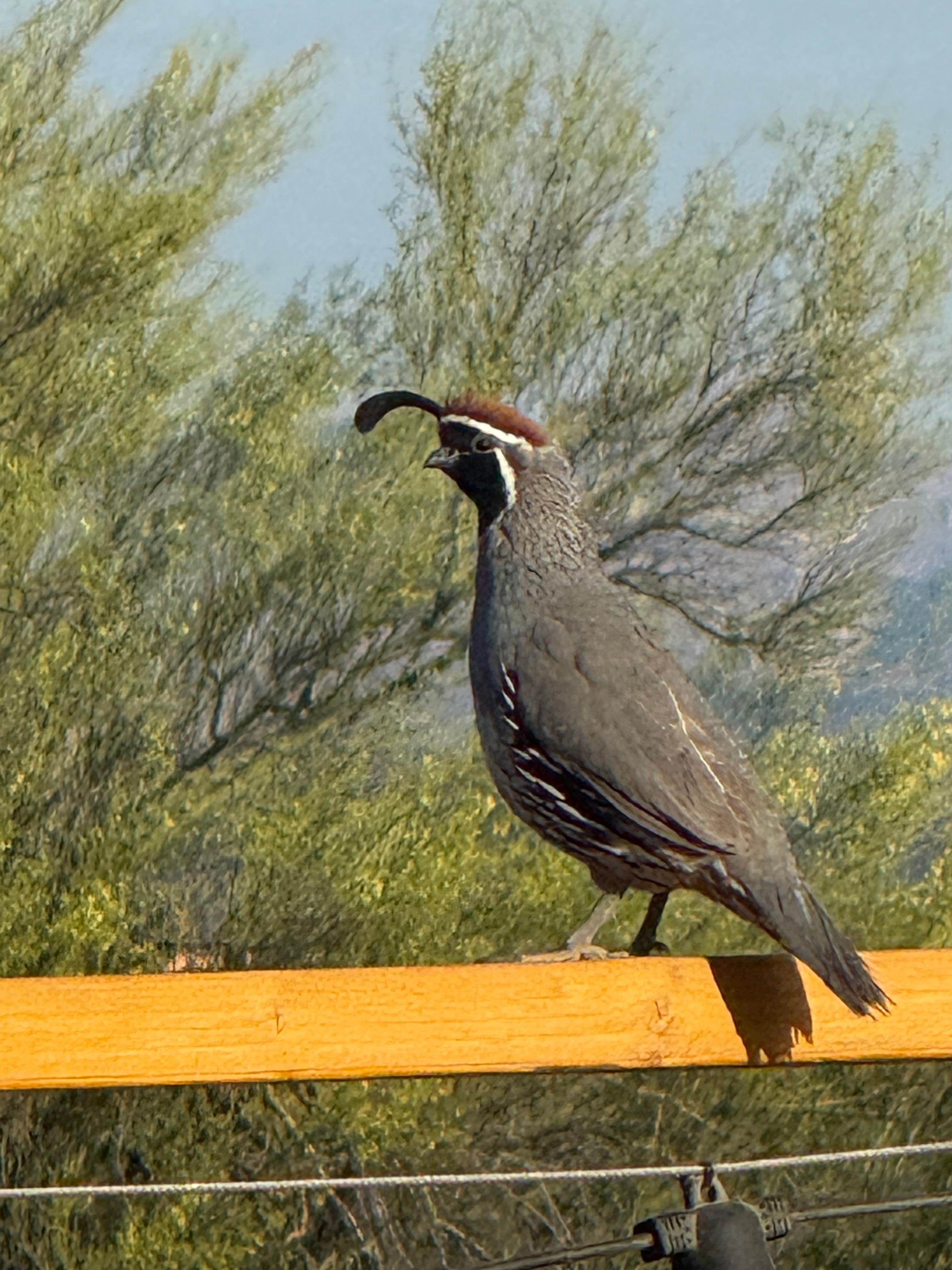 This guy was perched on the deck rail-quail