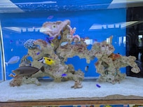 旅館にある水槽🐠💕