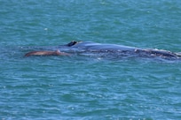 Southern RIght Whale Cow and Calf taken during our whale tour in Fowlers Bay