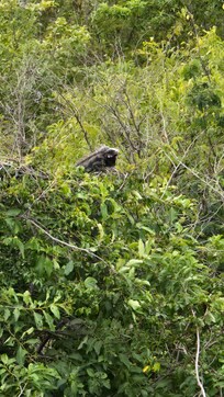 Iguana on property