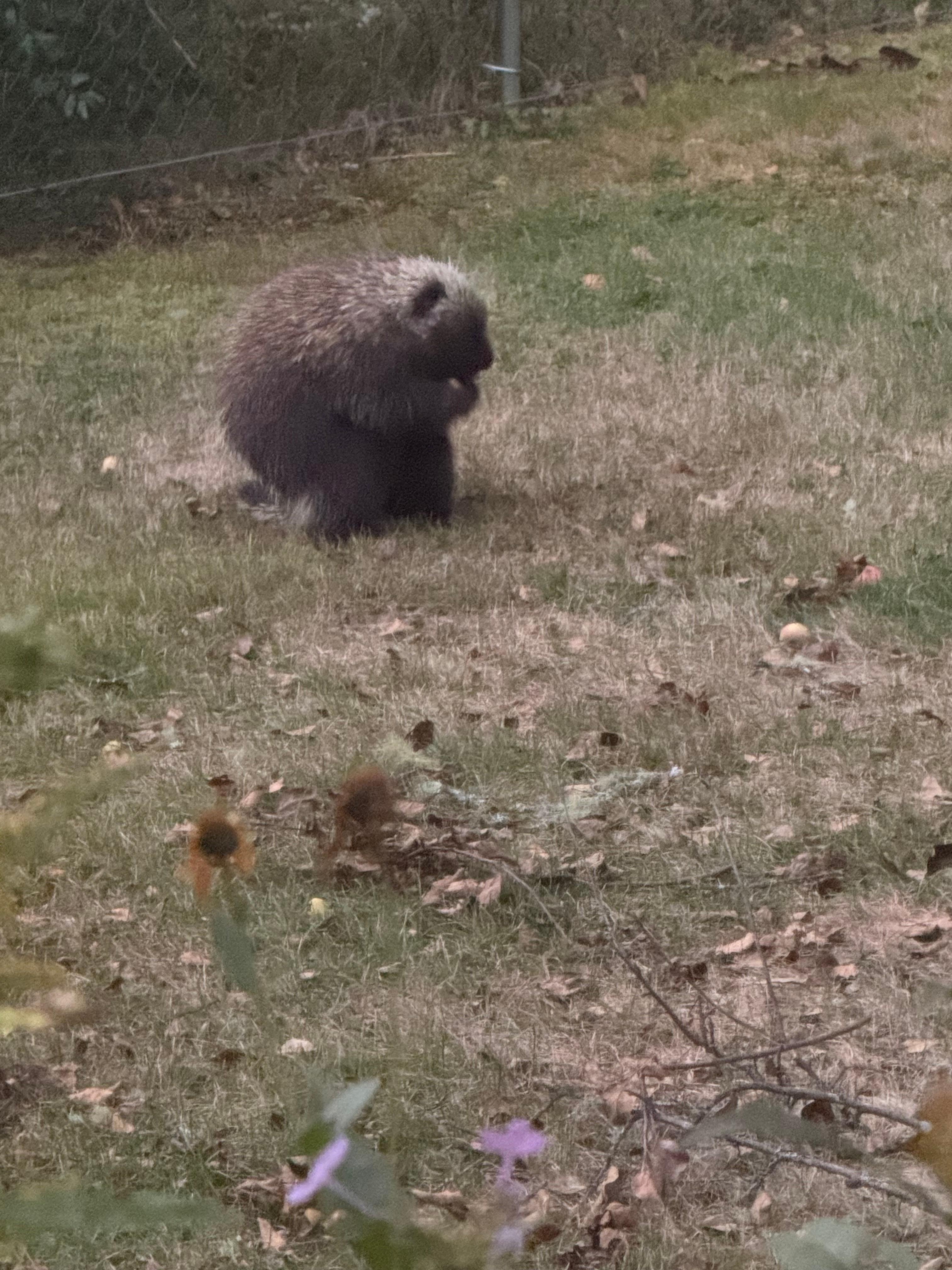 Our “ porcupine “