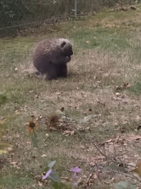 Our “ porcupine “