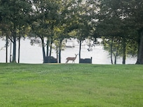Lots of deer and other wildlife around.